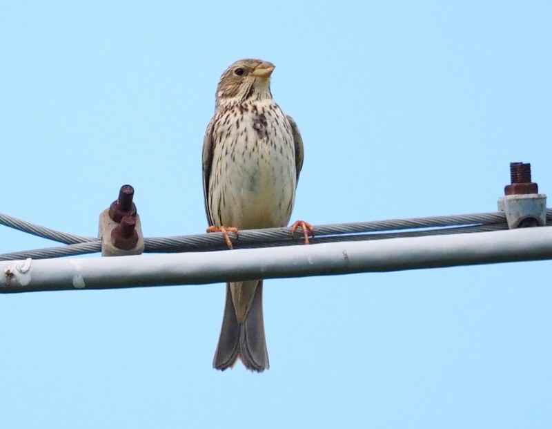 Strillozzo (Emberiza calandra)